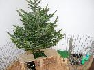 Vánoční strom 2011 1