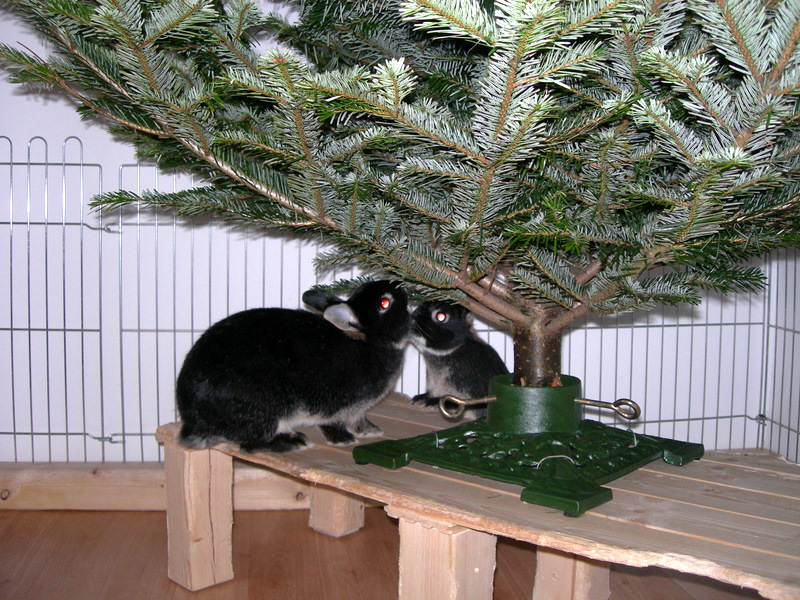 Vánoční strom 2011 2